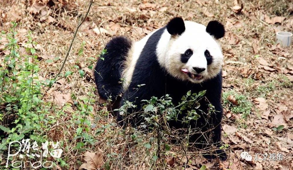 夫妻煽动网暴大熊猫专家双双获刑
