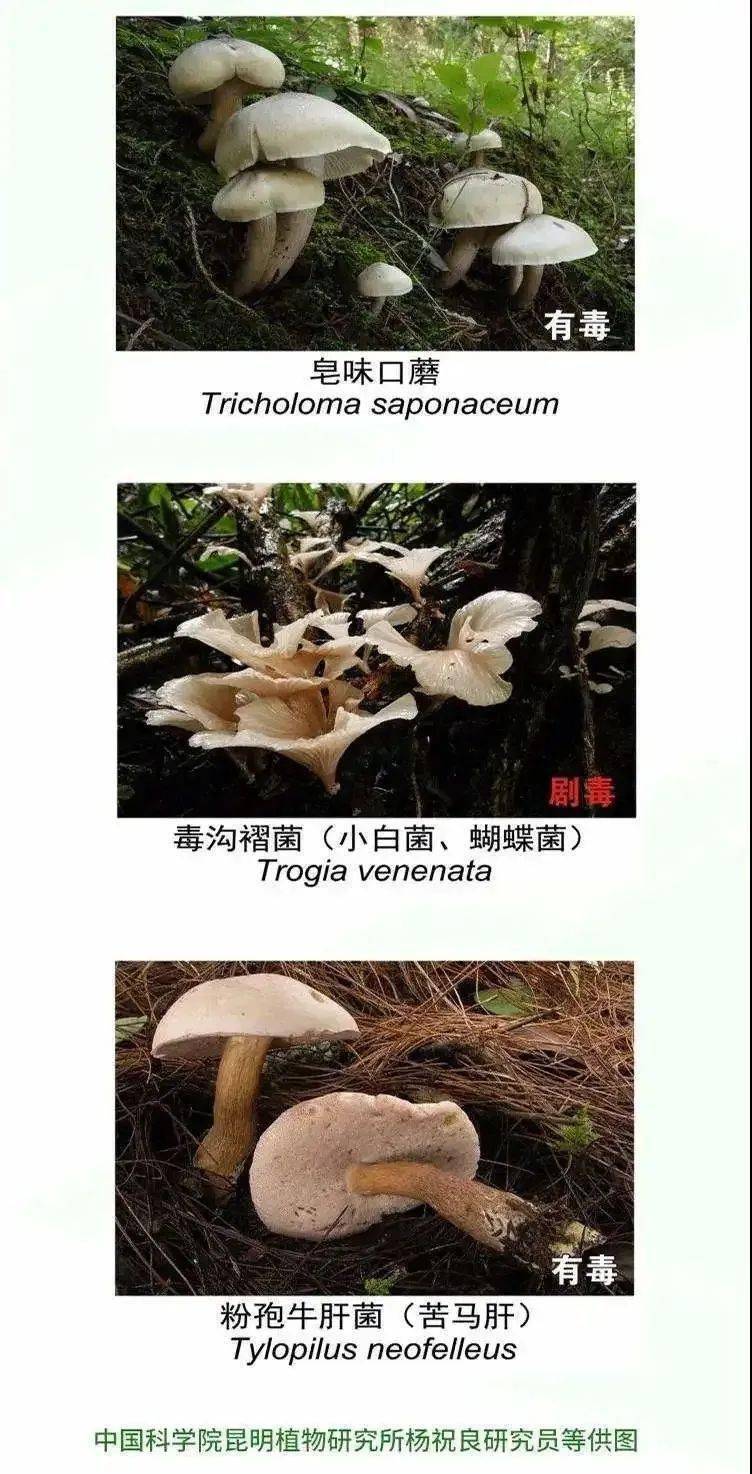 吃野生菌一家7人被毒死？谣言揭秘